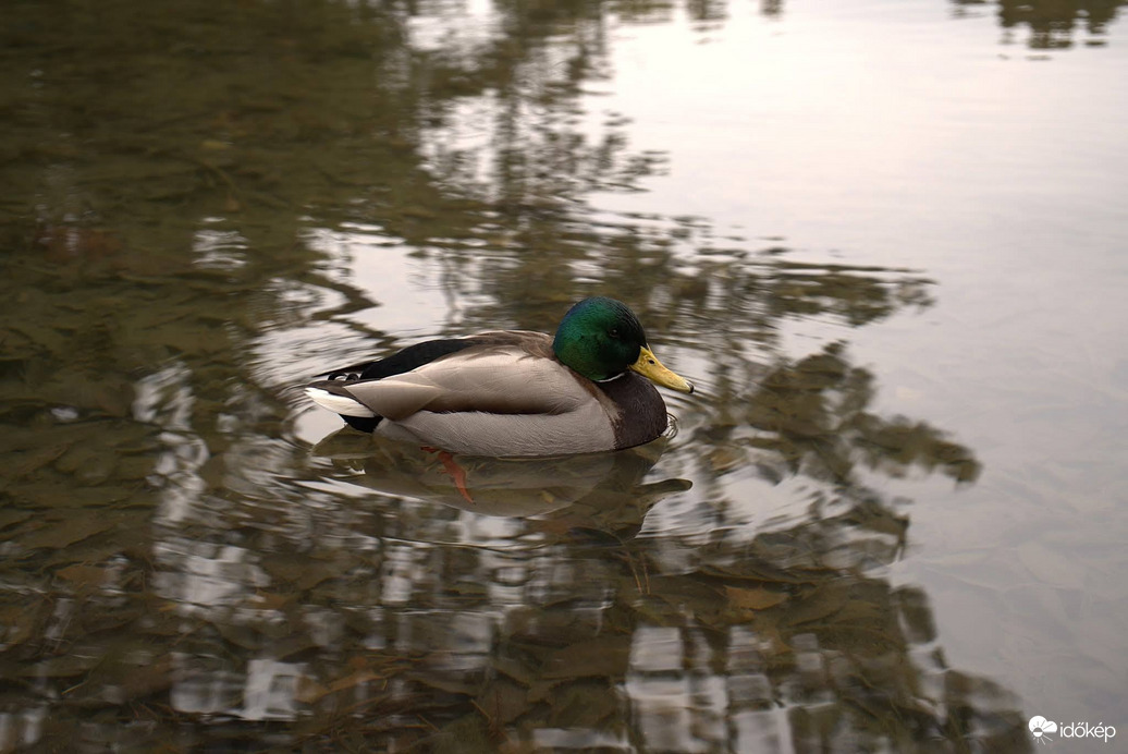 Egy városi kacsa :)))