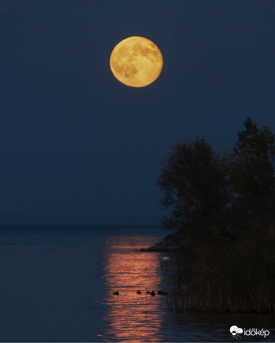 bankutileticia fotója