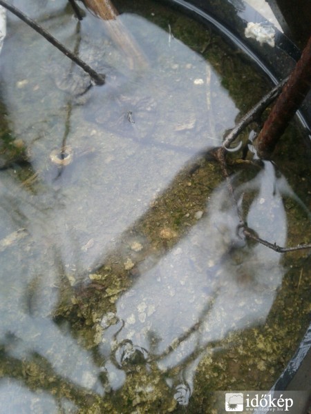 Észlelési fényképek