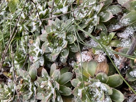 Kövirózsák meghintve egy kis hóval