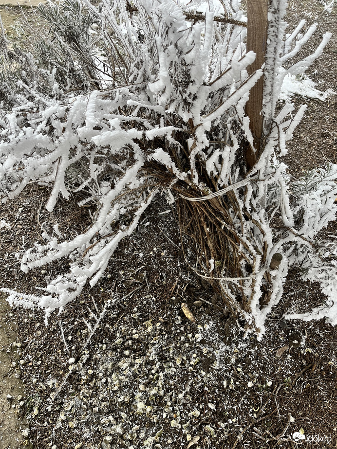 Zúzmarás levendula