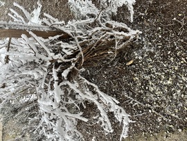 Zúzmarás levendula