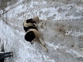 Elkísért túrázni :)