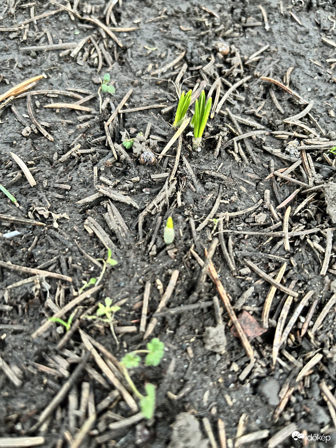 Helló krókuszok! :)