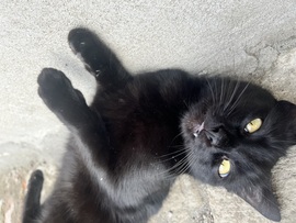 Szívja be a sötét bundám a napfényt :) 