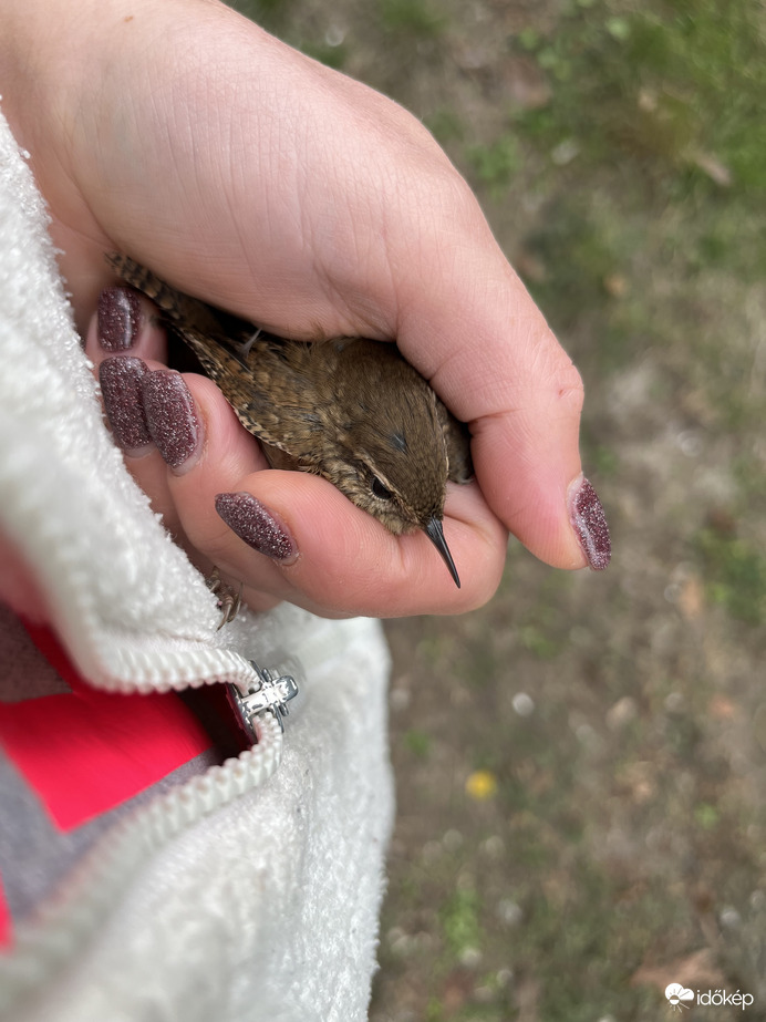 Majdnem cica ebéd lett