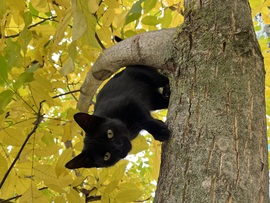 barlabasheni fotója