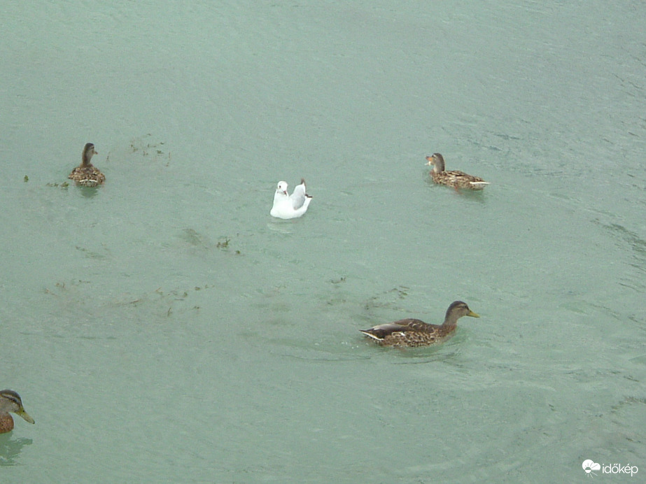 Az "idegen" bekerítése