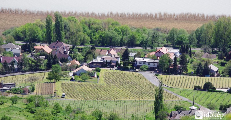 Szív alakú szőlőültetvény