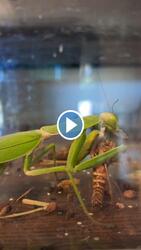 Falatozó imádkozó sáska