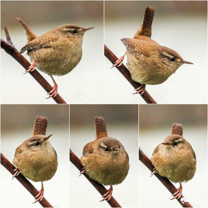 Ma pózolt az Ökörszem 