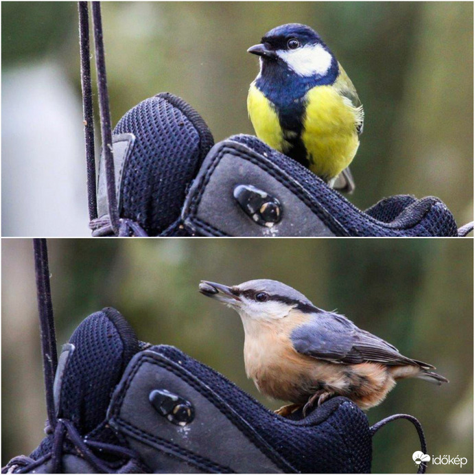Ez nem csak a Cinege cipője 
