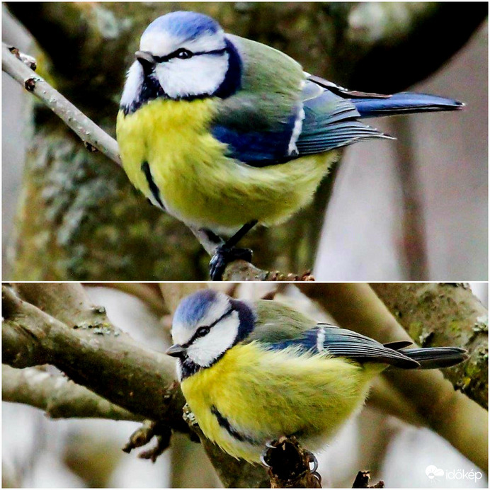 Mint egy jólakott napközis 