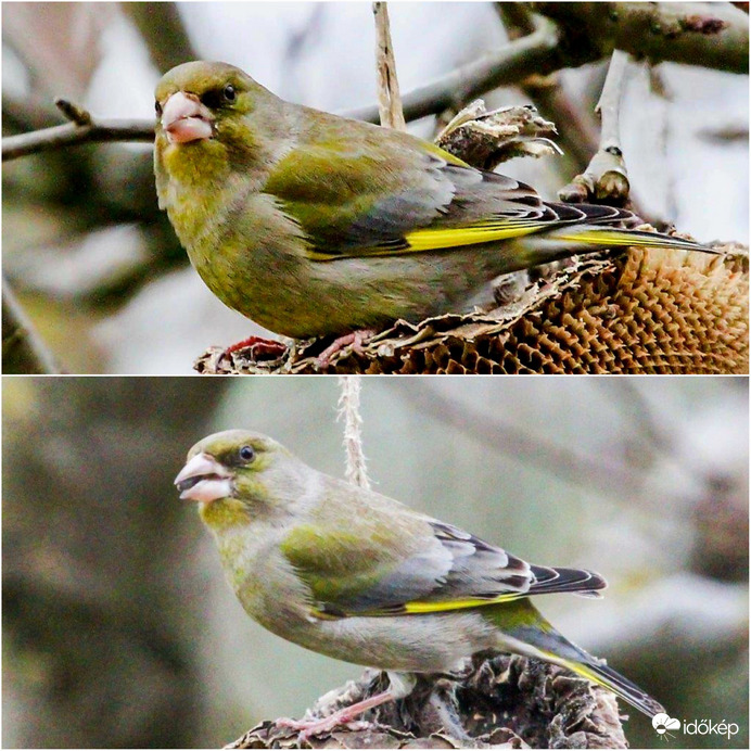 Mit bámulsz? Nem láttál még Zöldikét .