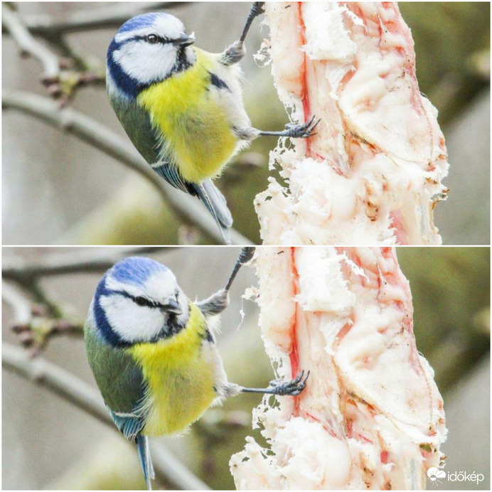 Hentesnek készülök 