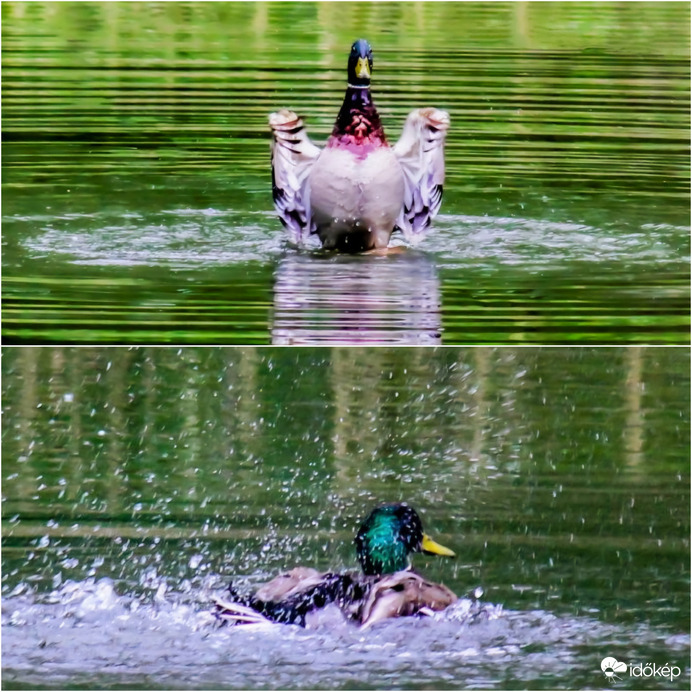 Locsolásra felkészülni! Locsolás!!!