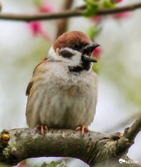 Nagyon álmos vagyok. 