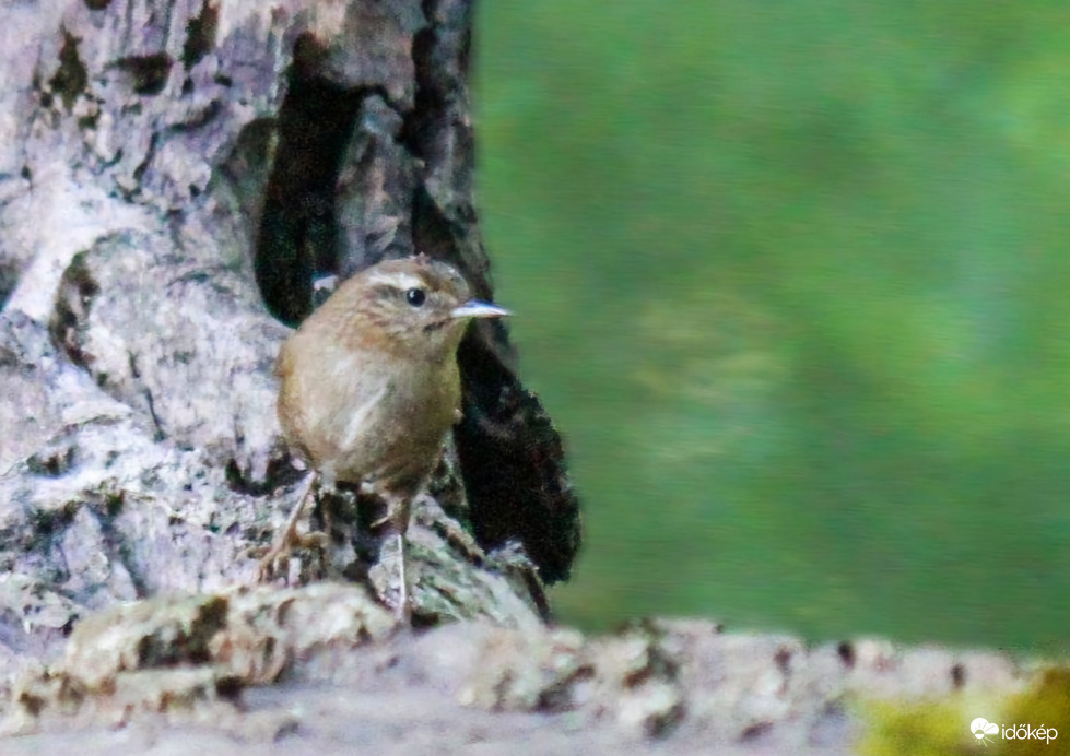 Én a fa tövében kuporgok. 