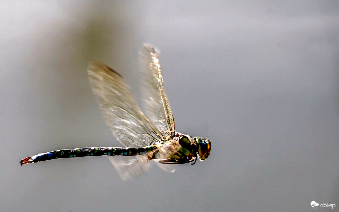 Óriás szitakötő októberben. 