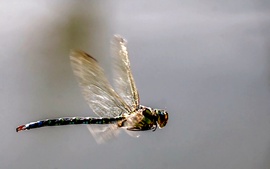 Óriás szitakötő októberben. 