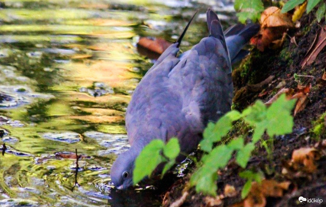 Megszomjaztam. Örvös galamb 