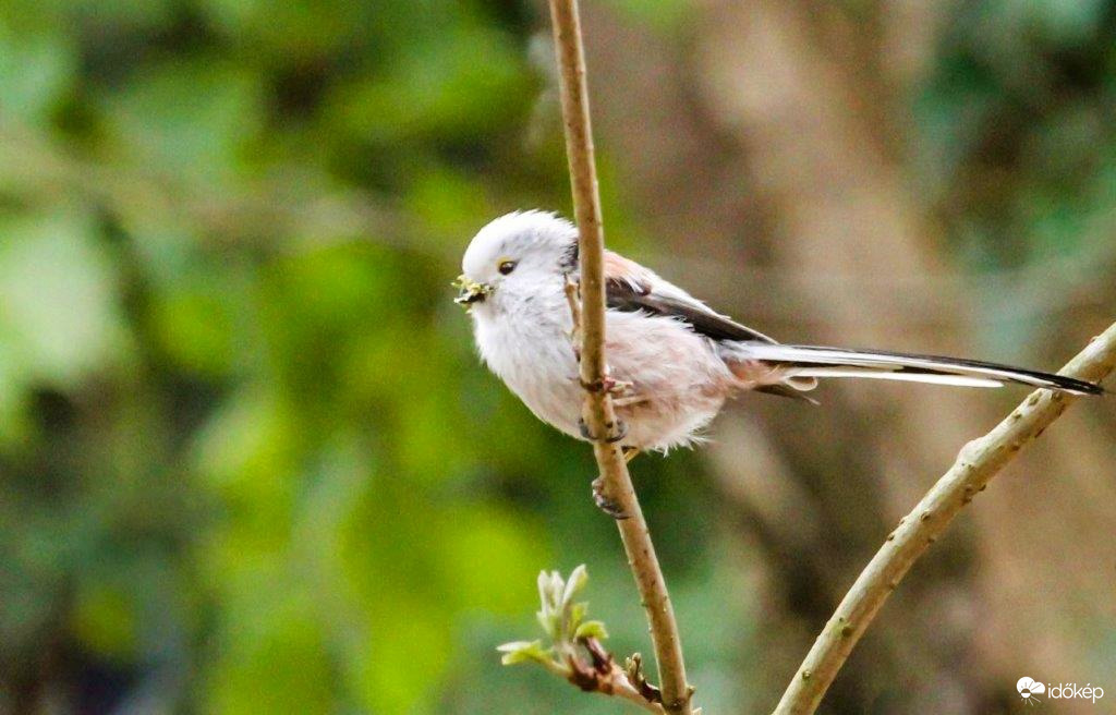 Őszapó készíti a fészkét. 