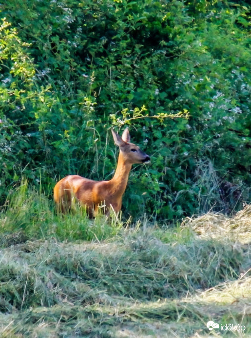 Őz reggelizni készül 