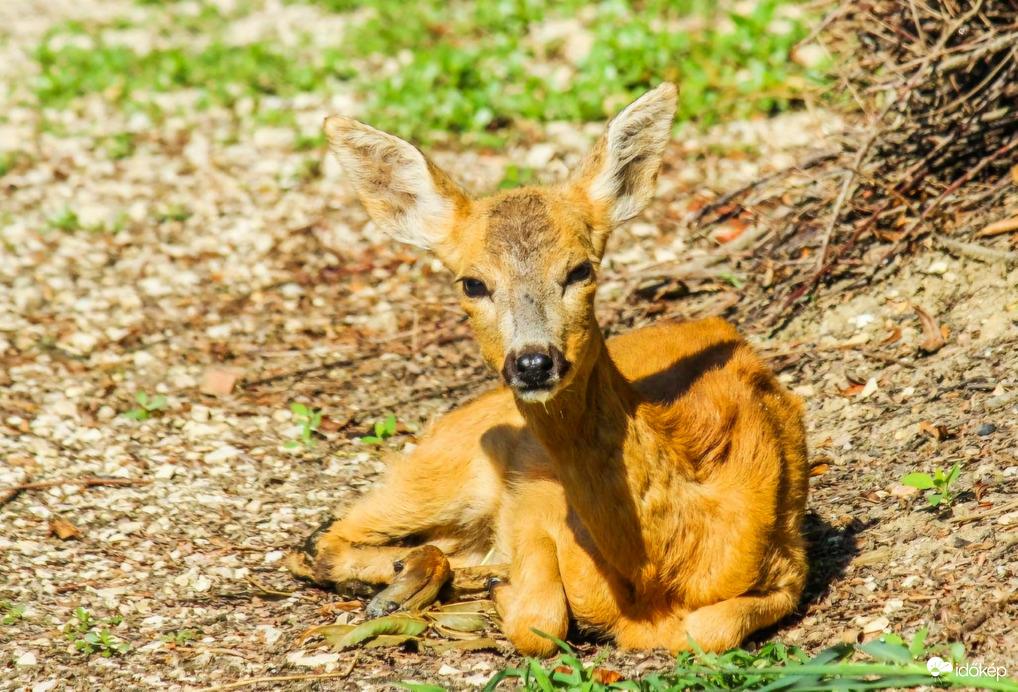 Elfáradtam, pihenek!