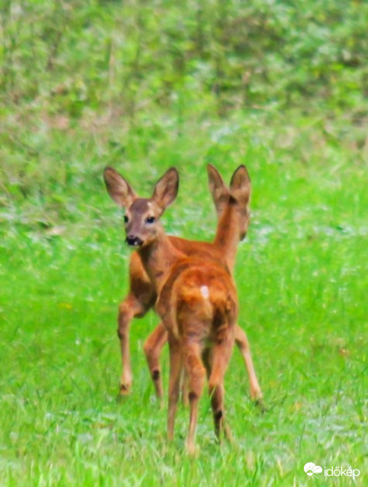 Szólj, ha jön valaki!