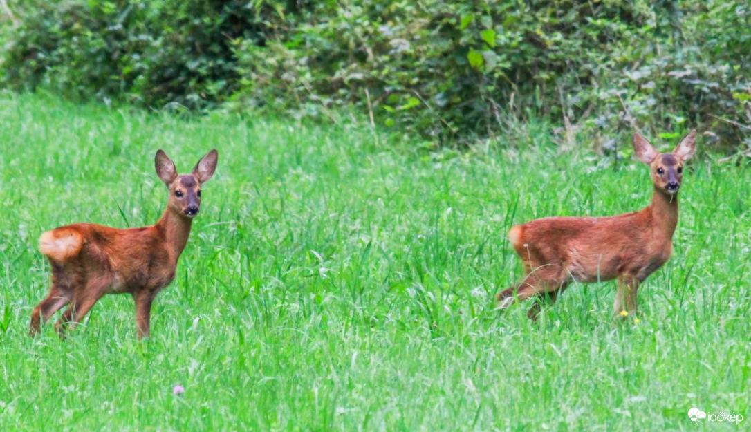 Két gida, egy pár. 