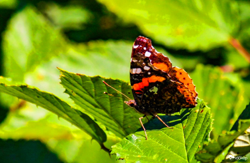 Admirális lepke 