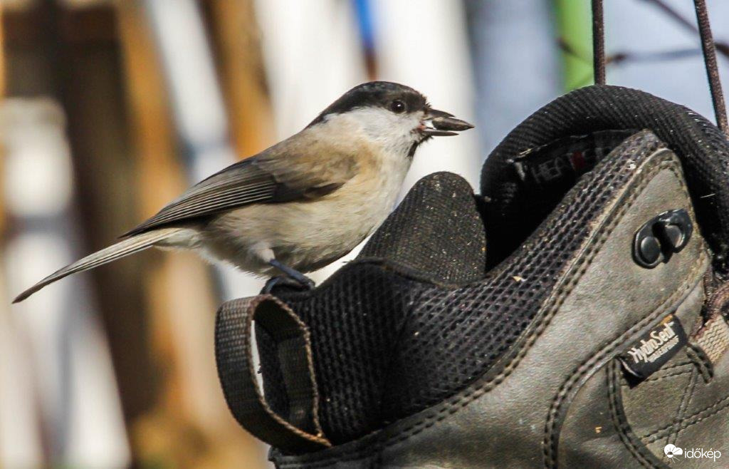 Ez a cipő egy főnyeremény 