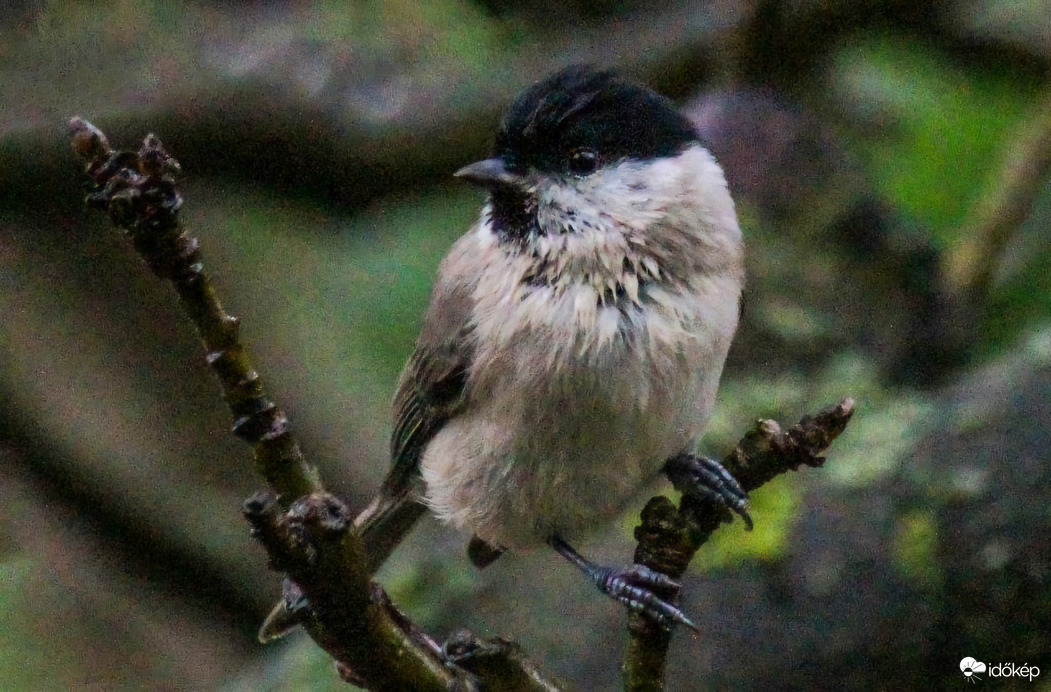 Barátcinke. Ez olyan nemszertem idő. 