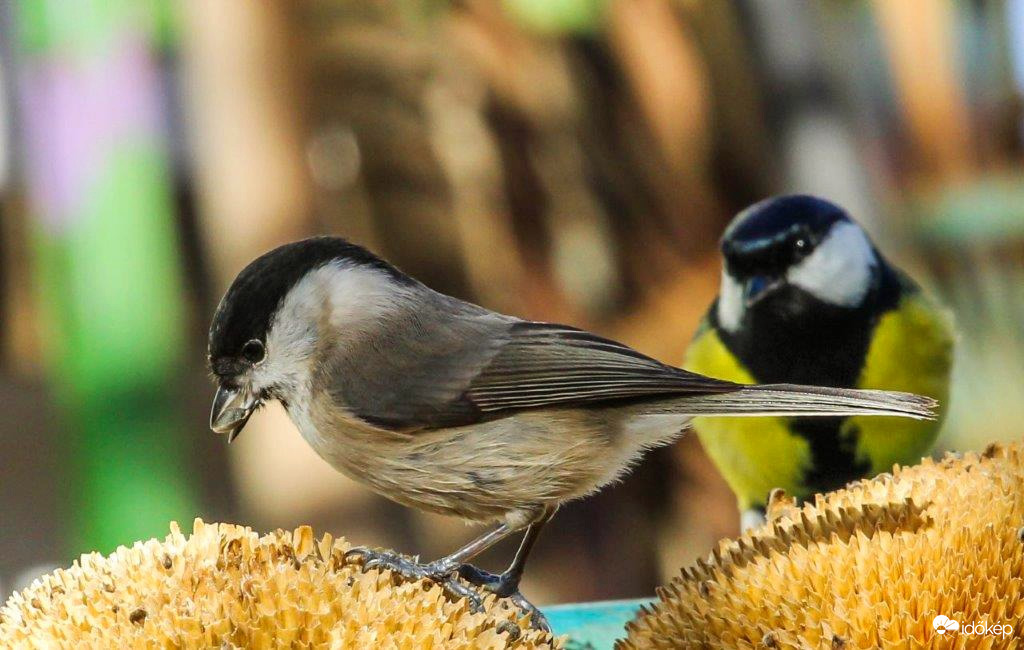 Kis Barátom nekem is jusson!