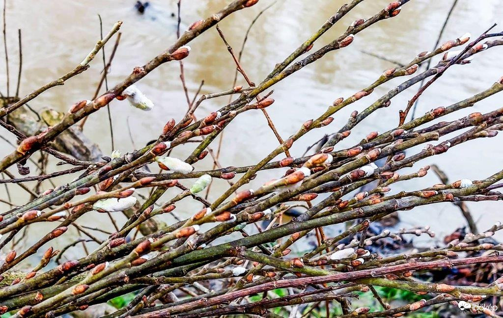 Nyílik a barka a Rába parton 