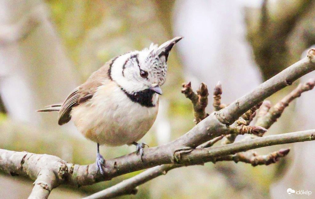 Búbos cinege  