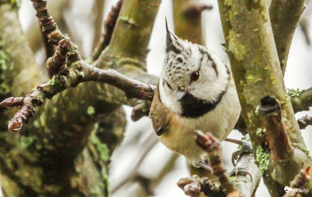 Bujócskázik a Búbos cinege 