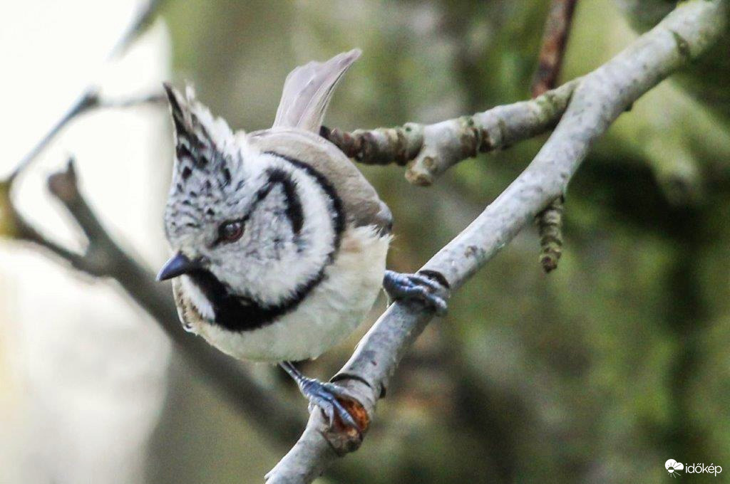 Búbos cinege  A fodrásznál voltam. 