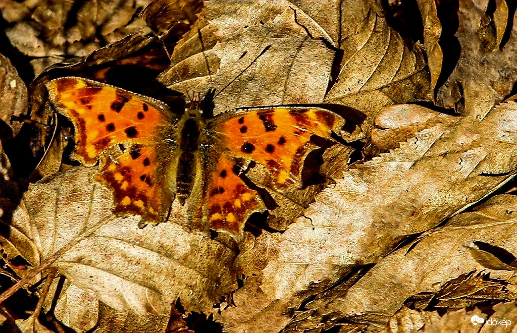 C-betüs lepke ís megjelent 