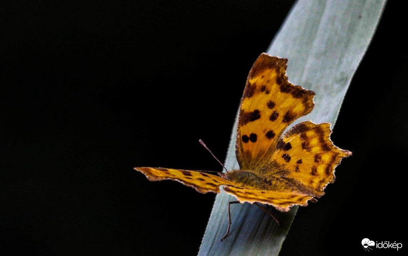 C-betüs lepke 