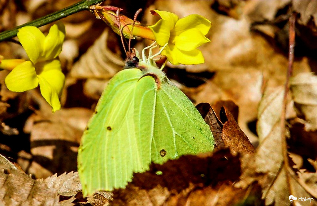 Citrom lepke ma délután 
