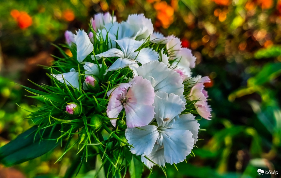 Nyílik a Törökszekfű Novemberben. 
