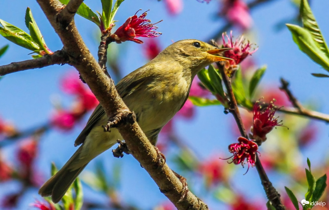 Csilpcsalpfüzike. Szép napot!