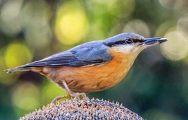 Várom, hogy lecsúszon! Csuszka 