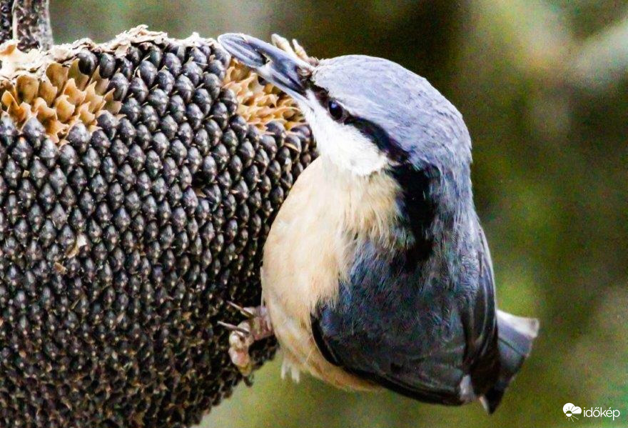 Így egykettőre elfogy, mondja a Csuszka. 