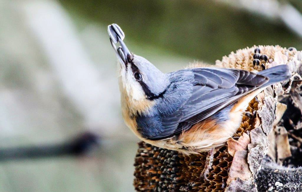 A Csuszka feltankol, hátha megdrágul jövőre 