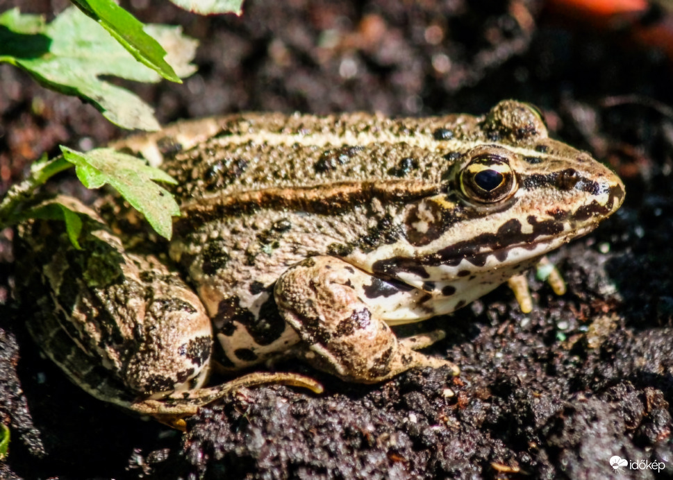 Kicombosodtam Erdei béka 