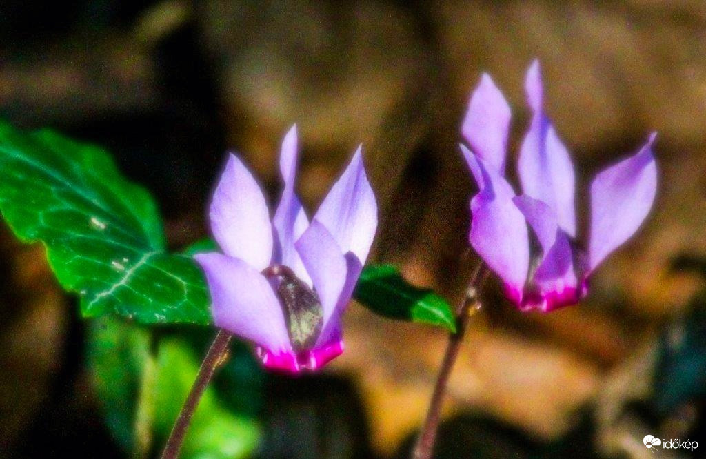 Kinyílott az Erdei ciklámen. 