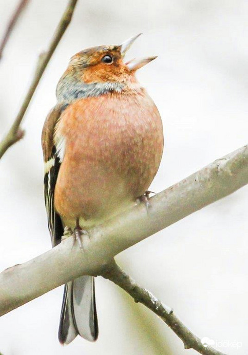 Jön a Tavasz, a Pintyőke szerint. 