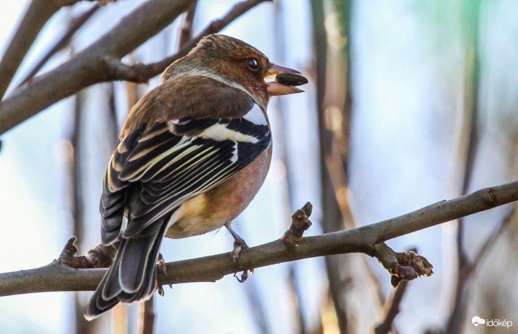 A Pintyőke is megéhezett 
